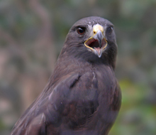 Short-tailed-Hawk dark morph
